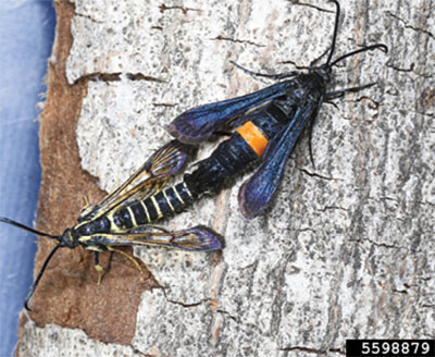 Fig. 14B: Photograph of a male and a female peachtree borer moths.